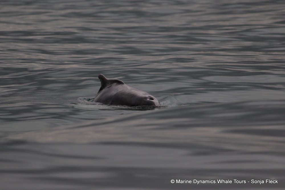 humpback dolphin , whale watching, gansbaai, south africa