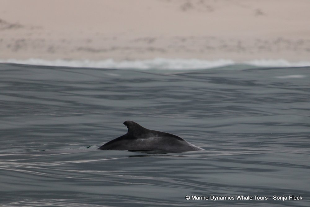 Marine Big 5 Daily Blog 12 January