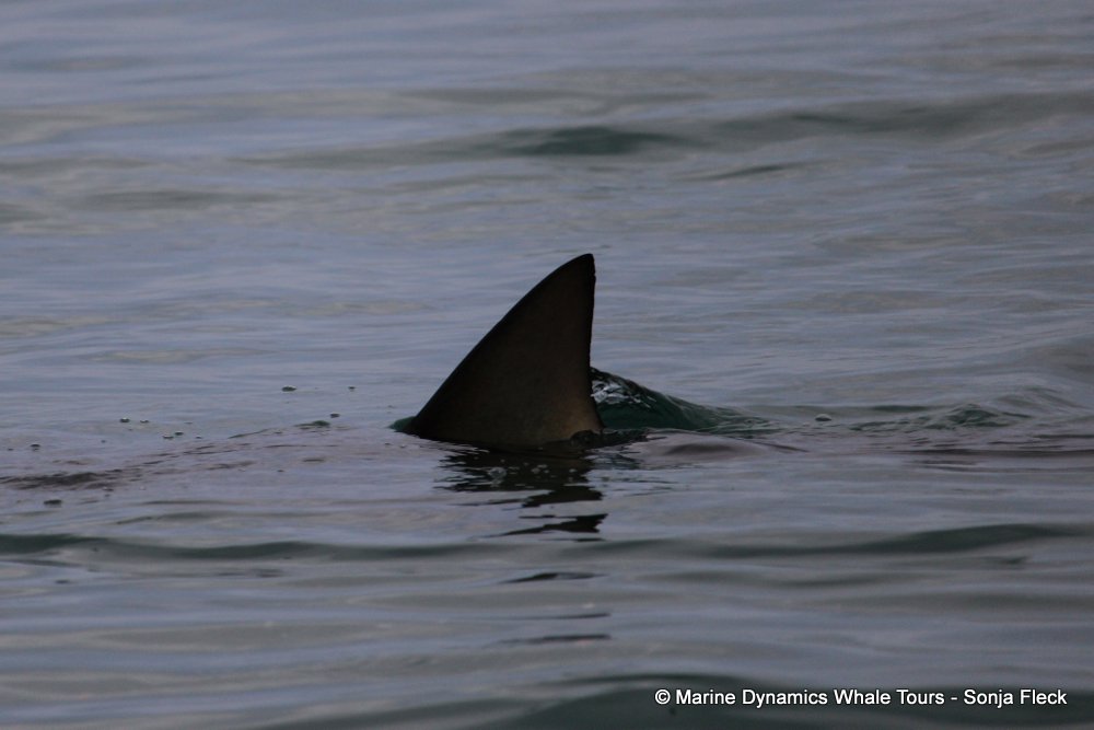 bronze whaler shark, whale watching, gansbaai, south africa,