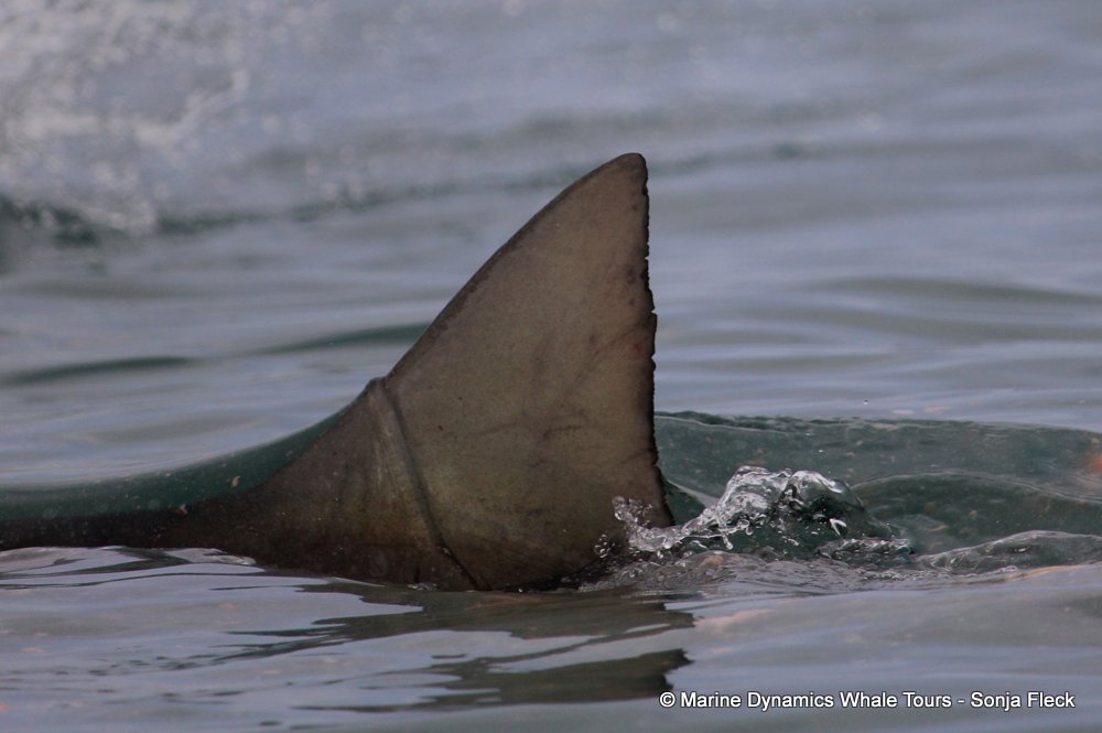 bronze whaler shark, whale watching, gansbaai, south africa,