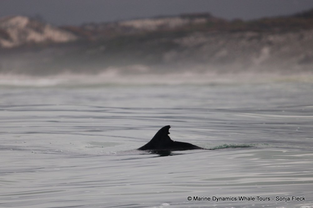 humpback dolphin , whale watching, gansbaai, south africa