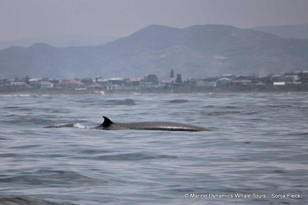 bryde's whale, whale watching, gansbaai, south africa,