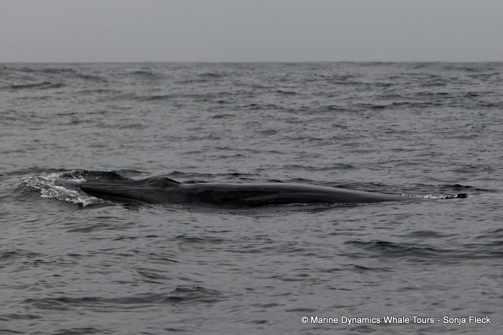 bryde's whale, whale watching, gansbaai, south africa,