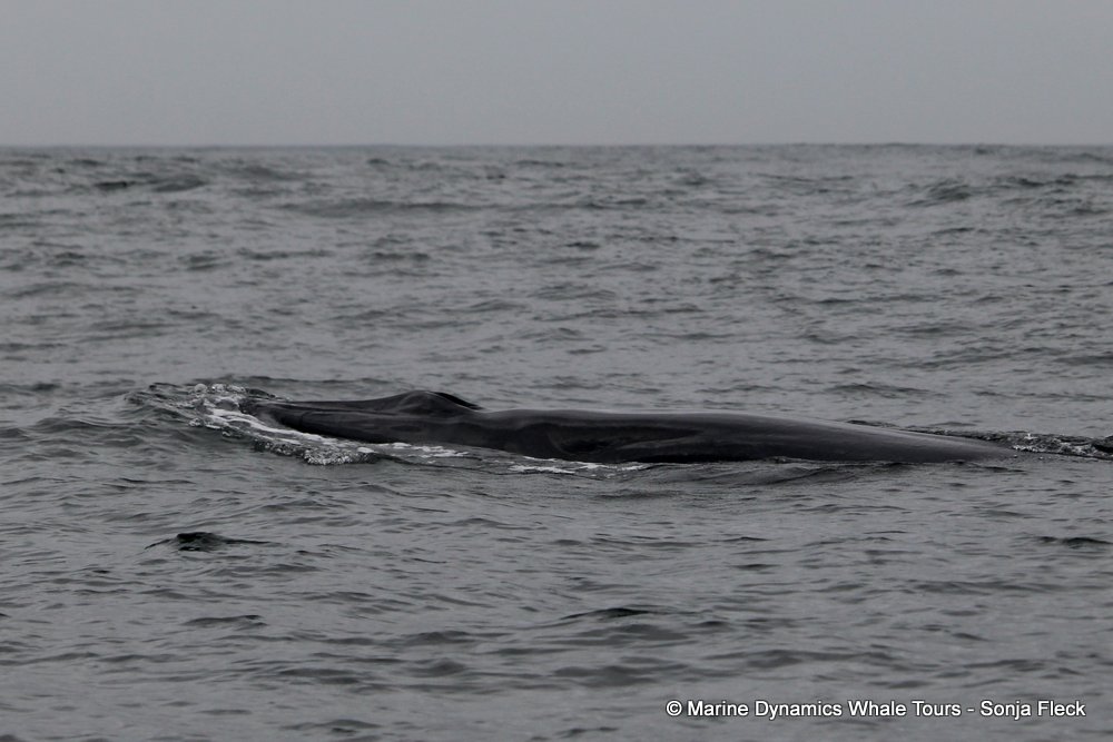 bryde's whale, whale watching, gansbaai, south africa,