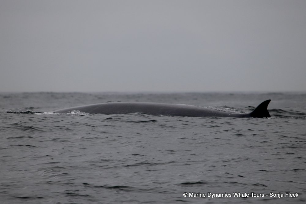 bryde's whale, whale watching, gansbaai, south africa,