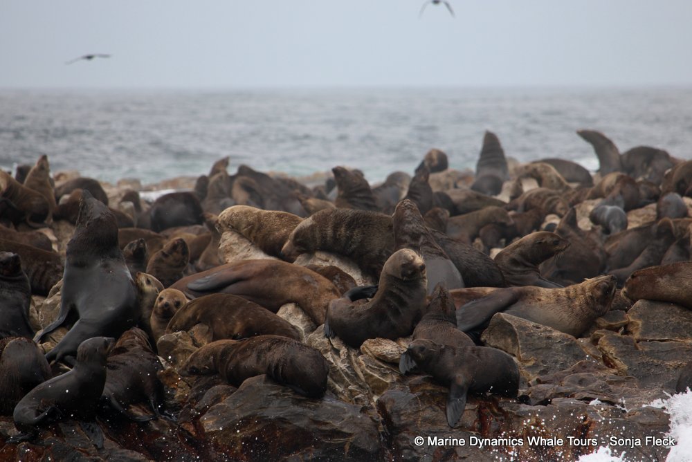 cape fur seal, whale watching, gansbaai, south africa