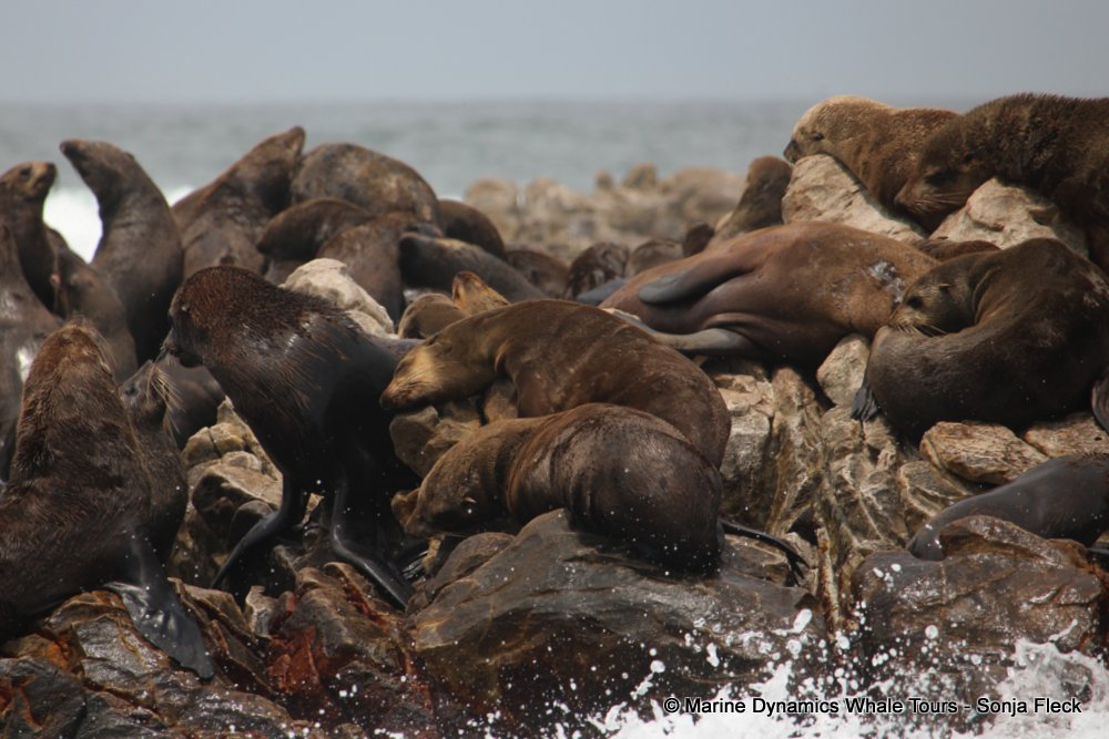 cape fur seal, whale watching, gansbaai, south africa