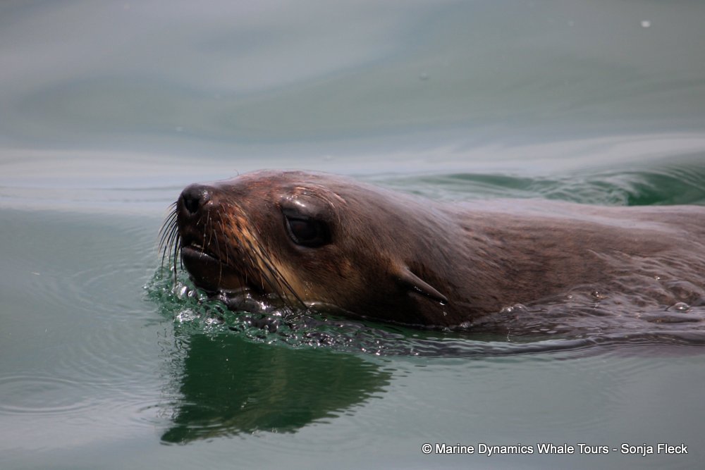cape fur seal, whale watching, gansbaai, south africa