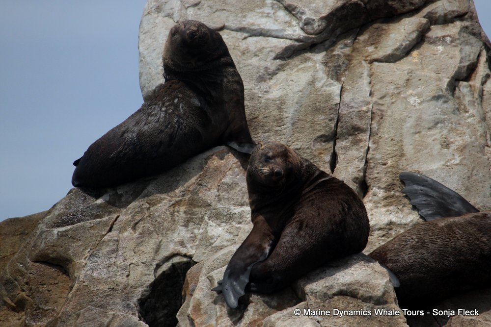 cape fur seal, whale watching, gansbaai, south africa