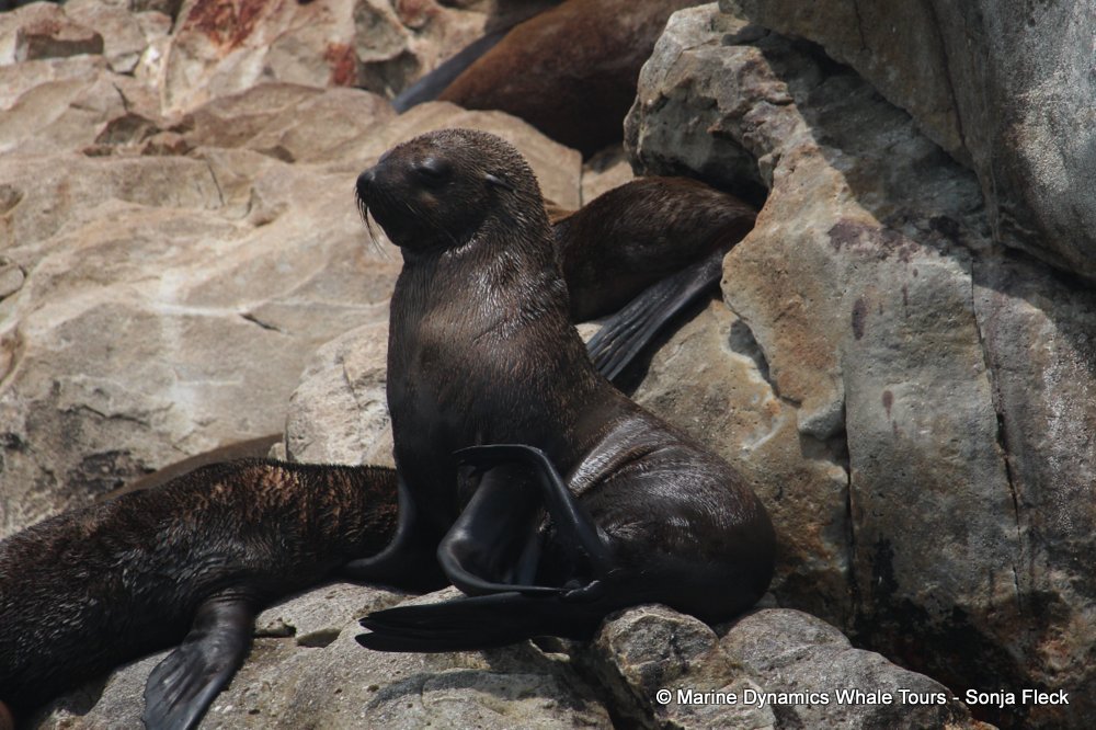 cape fur seal, whale watching, gansbaai, south africa