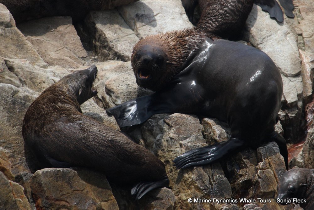 cape fur seal, whale watching, gansbaai, south africa