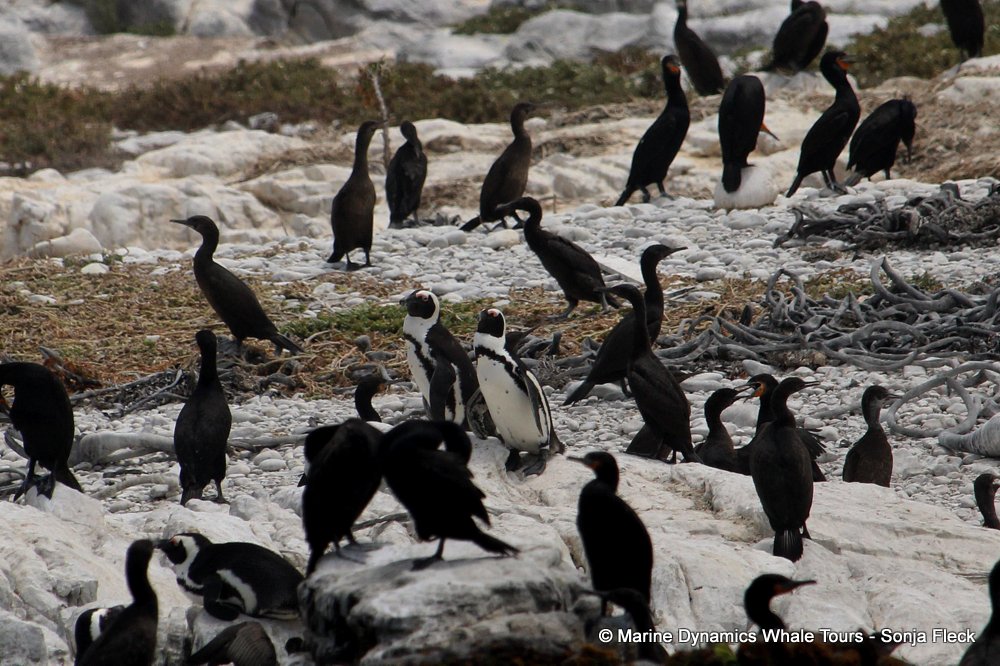 african penguin, whale watching, gansbaai, south africa