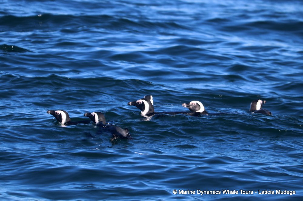 african penguin, whale watching, gansbaai, south africa