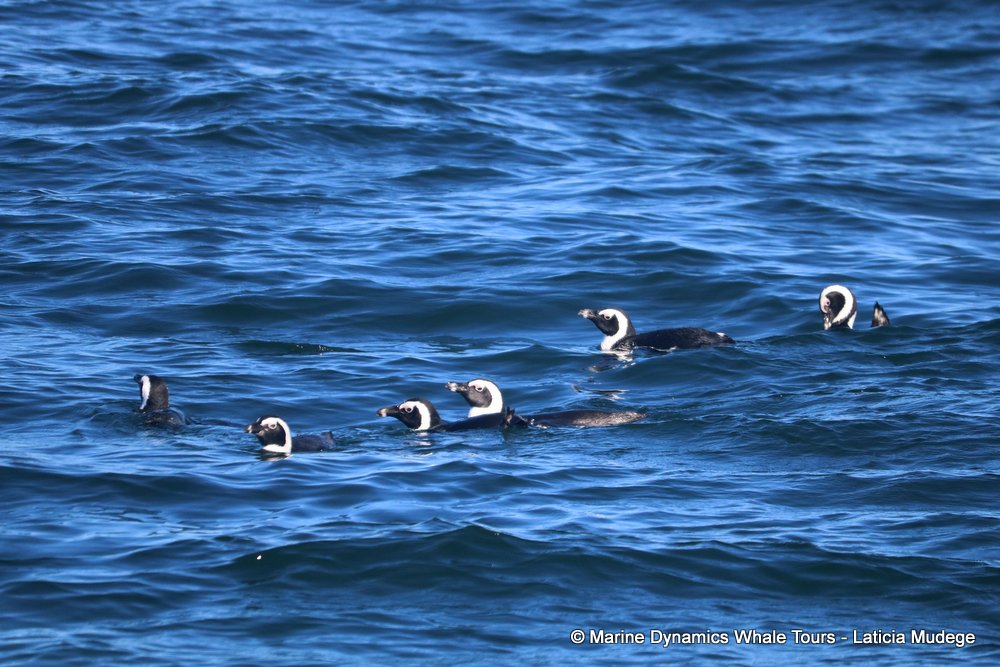 african penguin, whale watching, gansbaai, south africa
