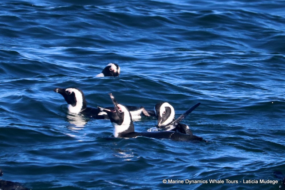 african penguin, whale watching, gansbaai, south africa