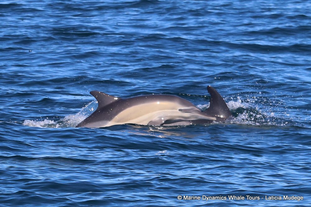 common dolphin, whale watching, gansbaai, south africa