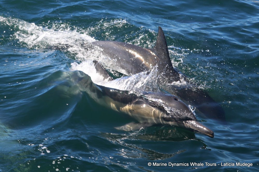 common dolphin, whale watching, gansbaai, south africa
