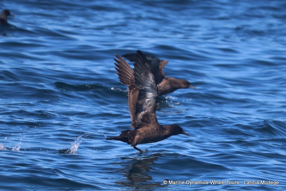 sooty shearwater, whale watching, gansbaai, south africa