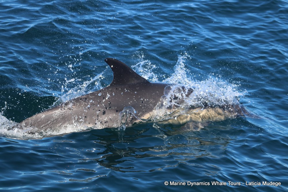 common dolphin, whale watching, gansbaai, south africa