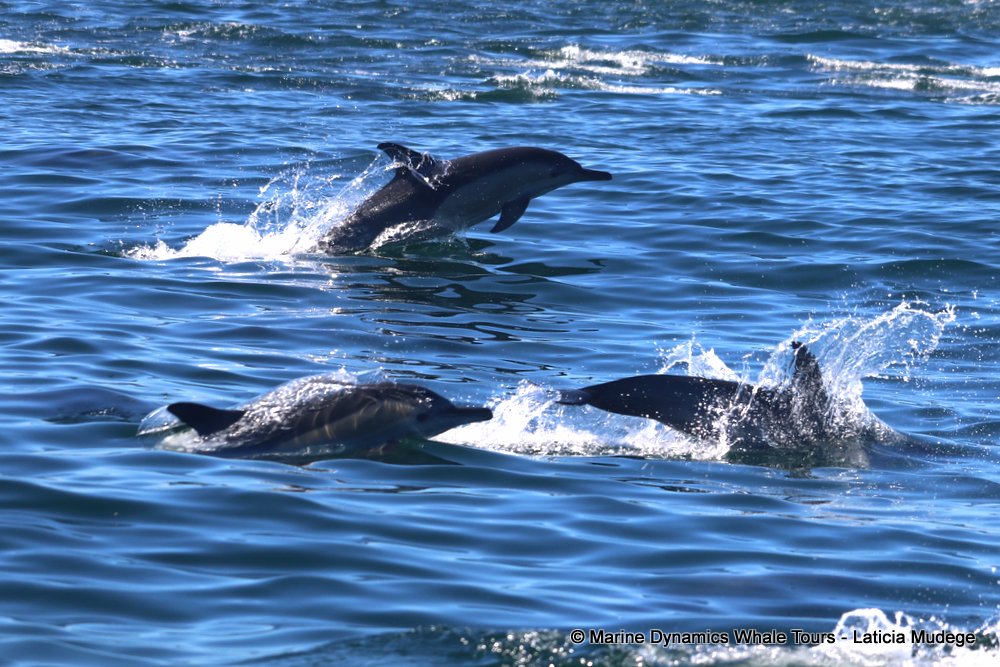 common dolphin, whale watching, gansbaai, south africa