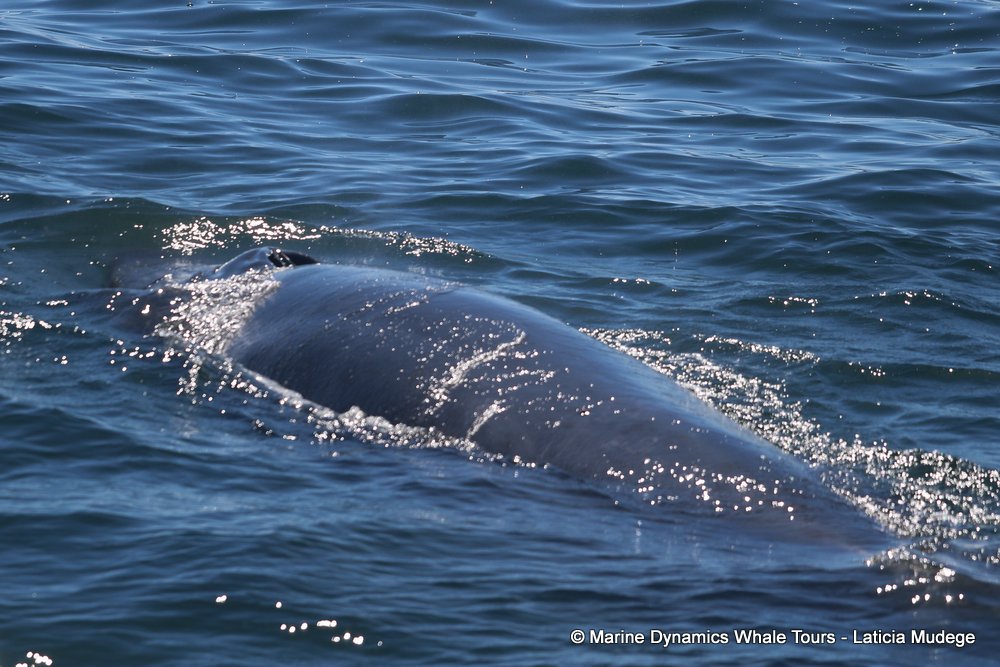 bryde's whale, whale watching, gansbaai, south africa,