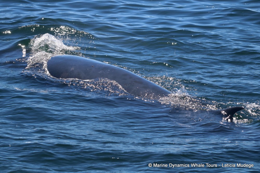 bryde's whale, whale watching, gansbaai, south africa,