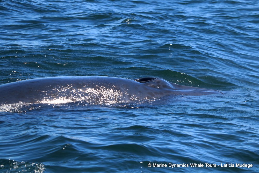 bryde's whale, whale watching, gansbaai, south africa,