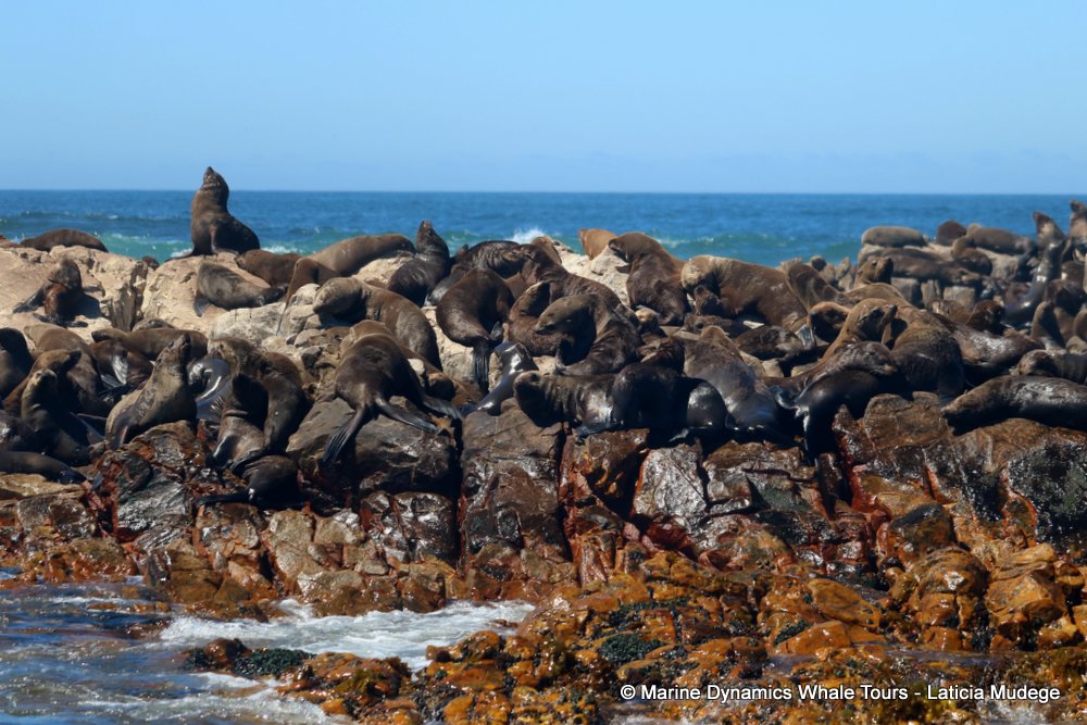 cape fur seal, whale watching, gansbaai, south africa