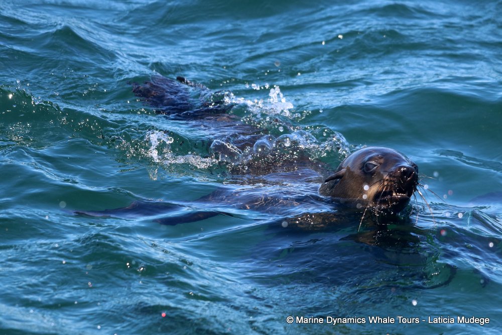 cape fur seal, whale watching, gansbaai, south africa