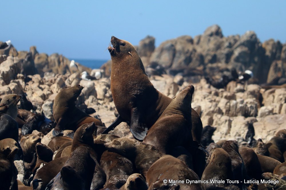 Marine Big 5 Daily Blog 14 January