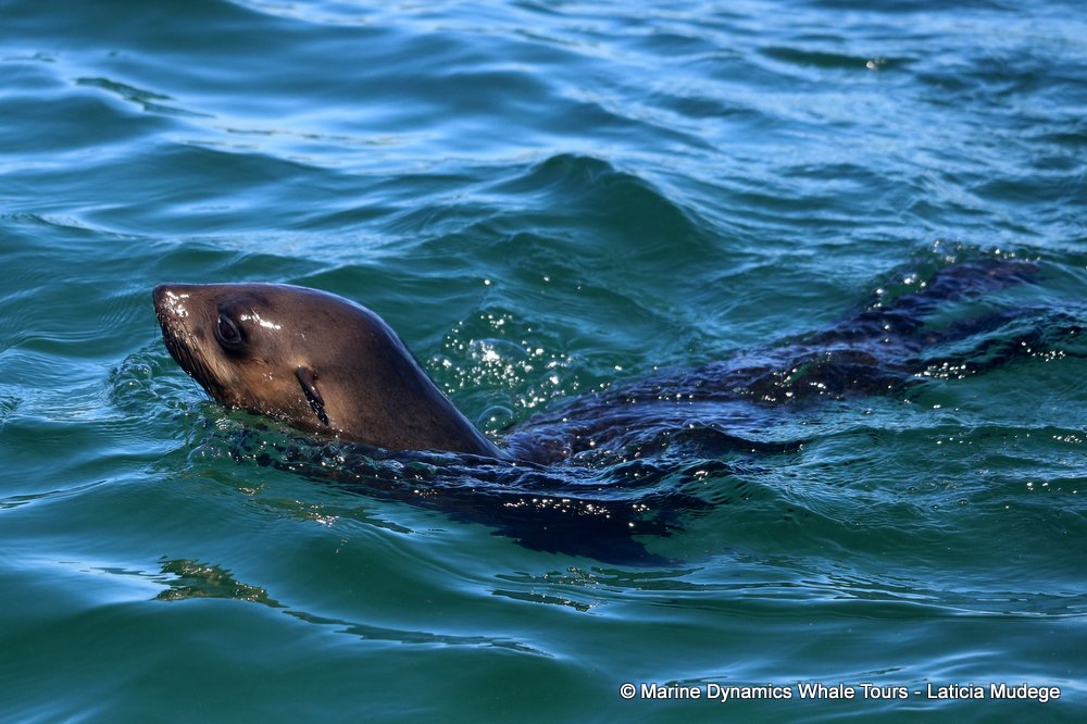 cape fur seal, whale watching, gansbaai, south africa