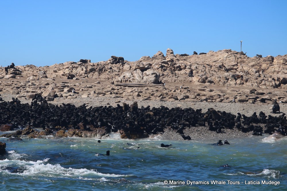 cape fur seal, whale watching, gansbaai, south africa