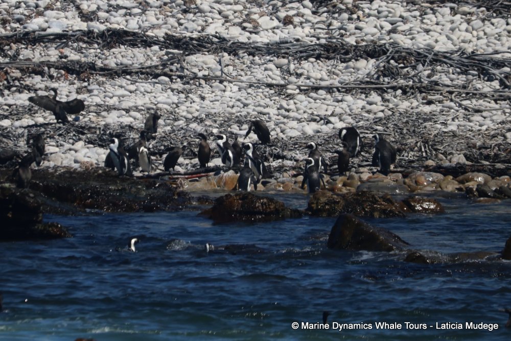 african penguin, whale watching, gansbaai, south africa