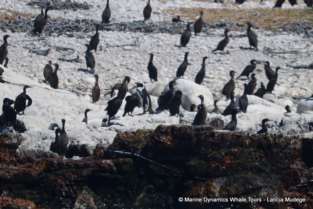 african penguin, whale watching, gansbaai, south africa