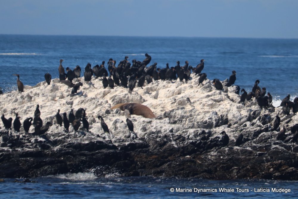 cormorant, whale watching, gansbaai, south africa,