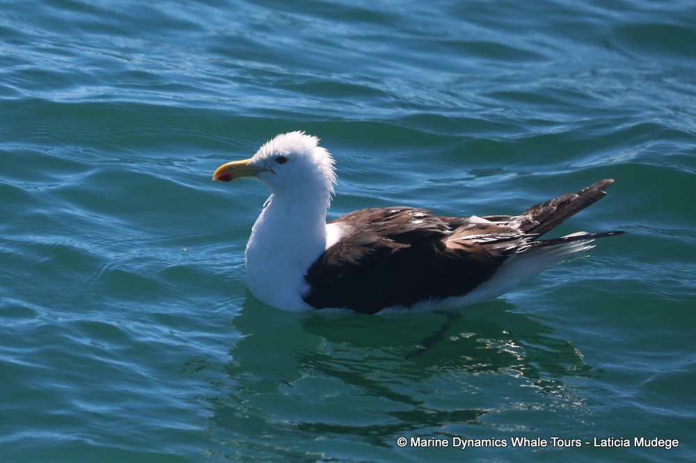 gull, whale watching, gansbaai, south africa,
