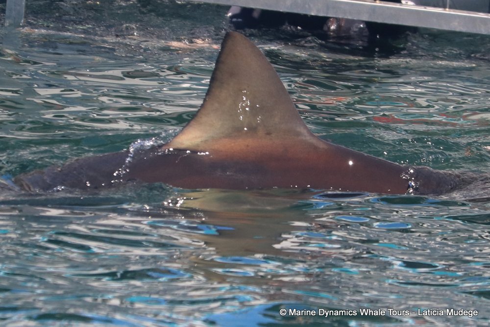 bronze whaler shark, whale watching, gansbaai, south africa,