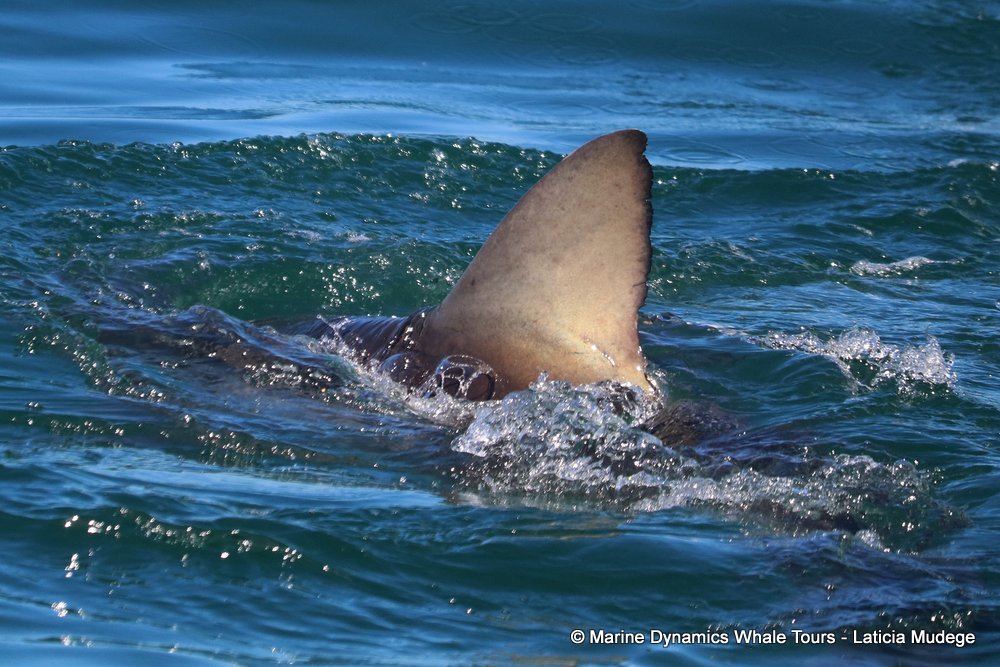 bronze whaler shark, whale watching, gansbaai, south africa,
