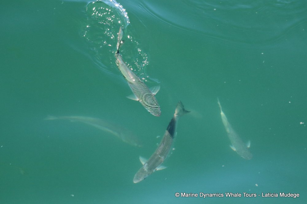 fish, whale watching, gansbaai, south africa