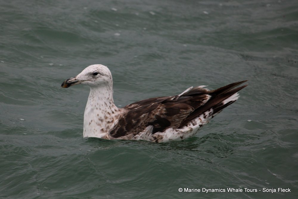 Kelp Gull, whale watching, gansbaai, south africa,