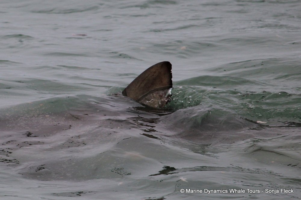 bronze whaler shark, whale watching, gansbaai, south africa,