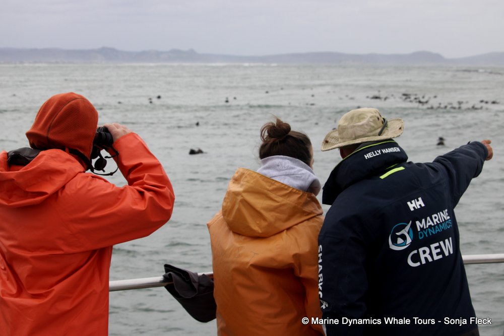 whale watching, gansbaai, south africa,