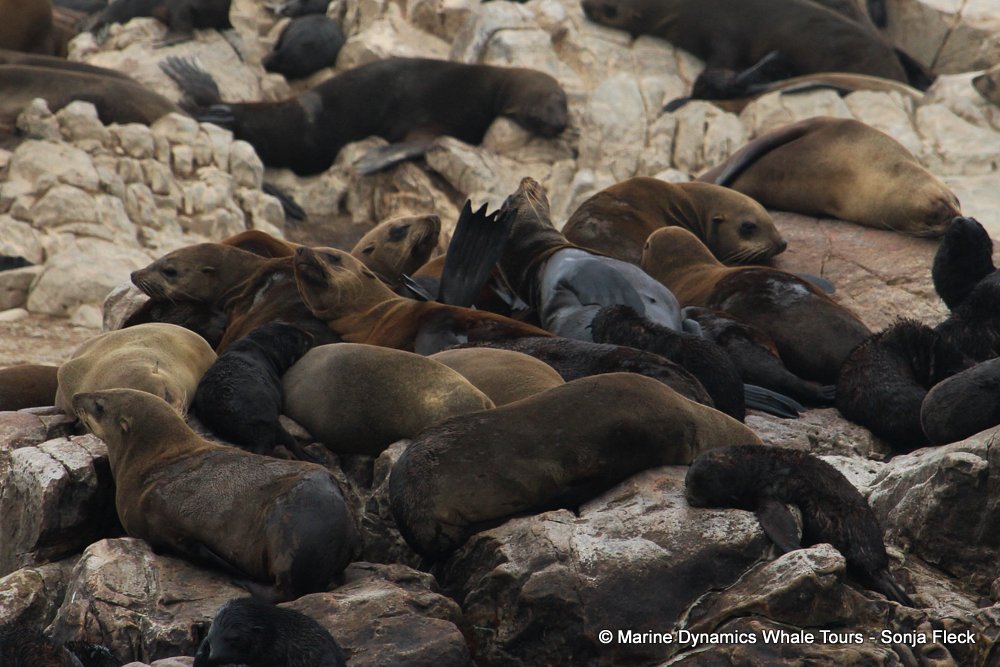 cape fur seal, whale watching, gansbaai, south africa