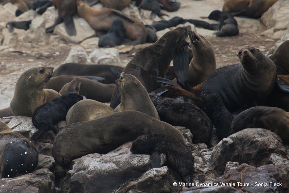 cape fur seal, whale watching, gansbaai, south africa