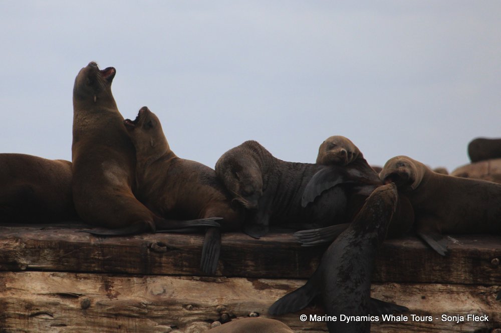 cape fur seal, whale watching, gansbaai, south africa