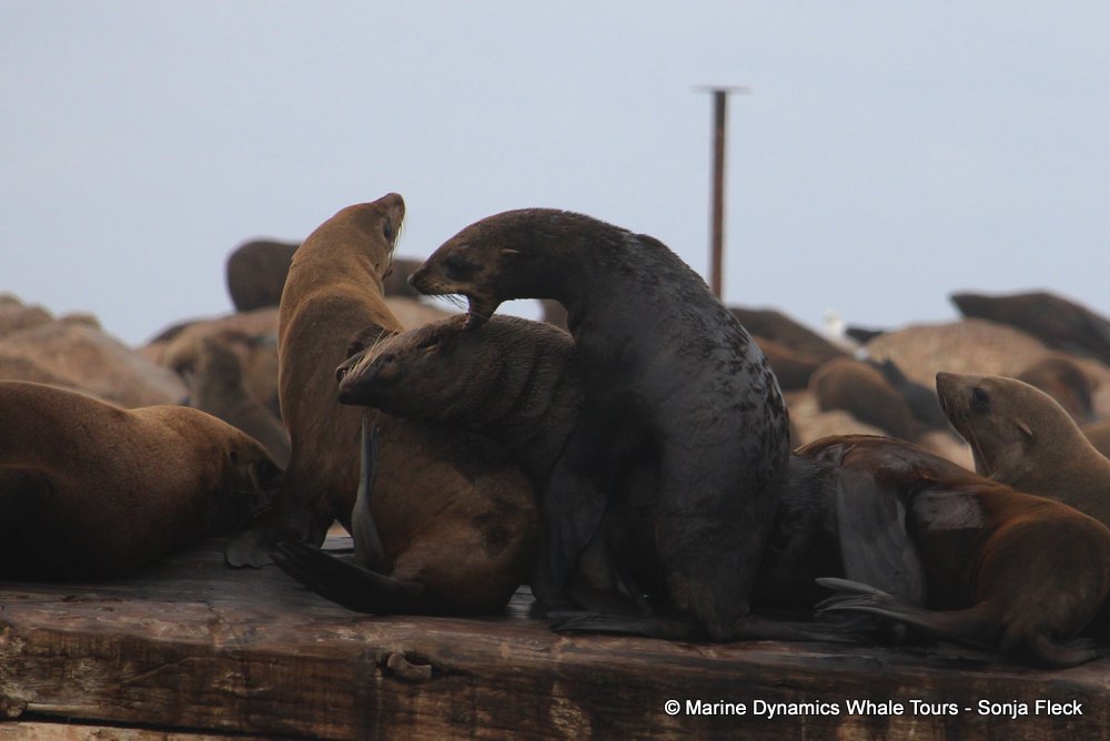 cape fur seal, whale watching, gansbaai, south africa