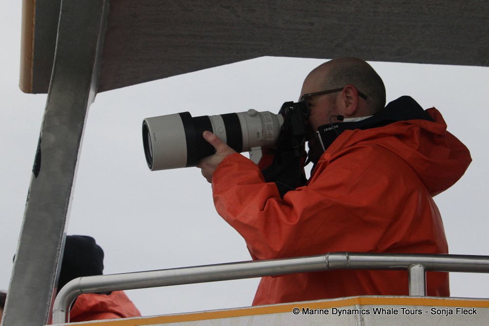 whale watching, gansbaai, south africa,