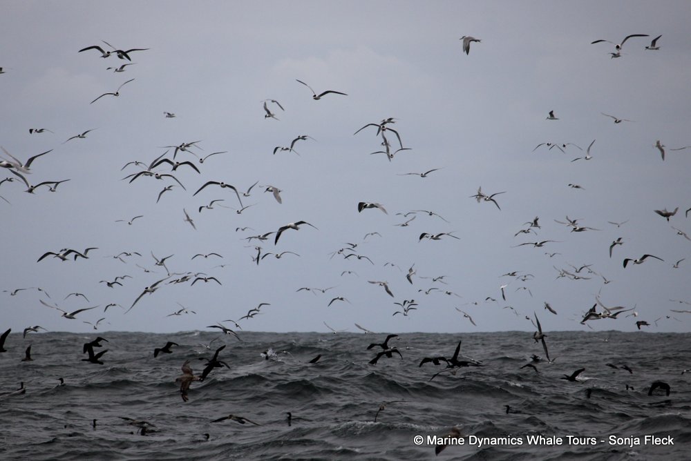 Marine Big 5 Daily Blog 15 January