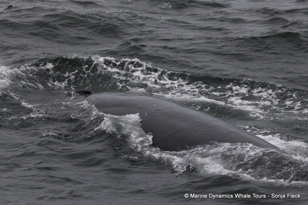 bryde's whale, whale watching, gansbaai, south africa,