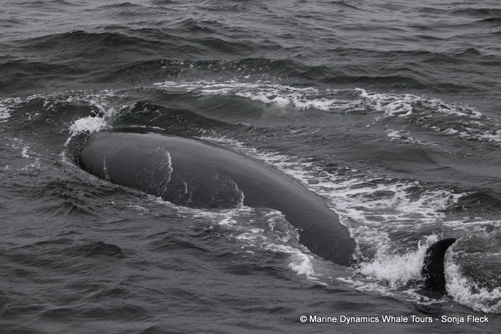 bryde's whale, whale watching, gansbaai, south africa,